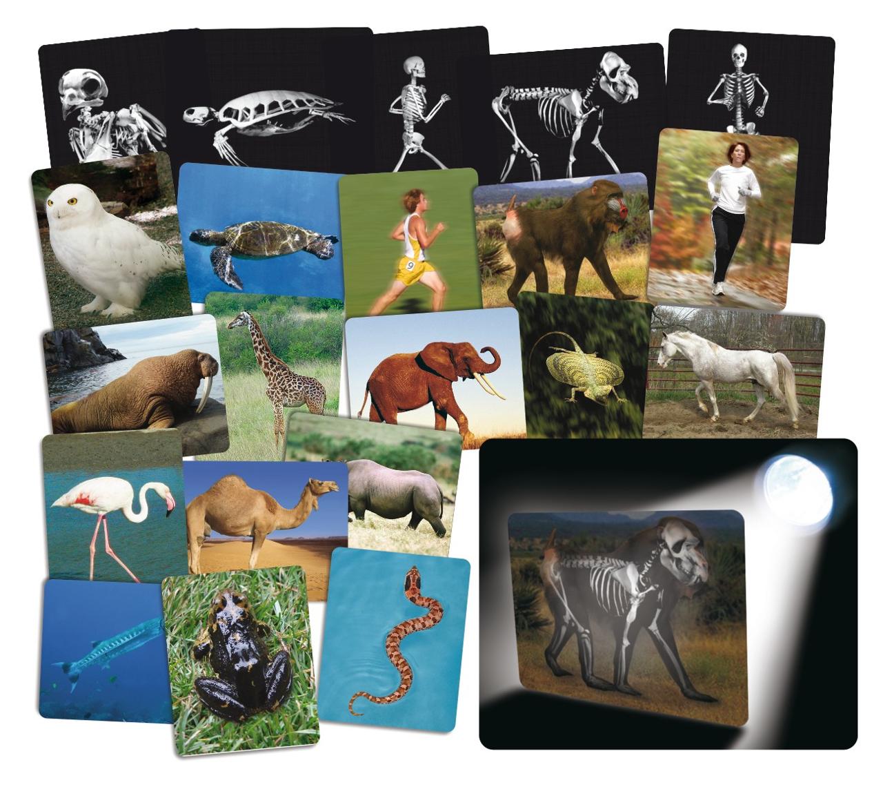 Röntgenbilder djur 16 delar | Skola och förskola - Klassrummet / Lära - Anatomi | Kontorsexperten