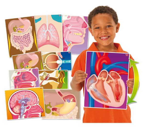 Vad gör min kropp? 10 delar | Skola och förskola - Klassrummet / Lära - Anatomi | Kontorsexperten