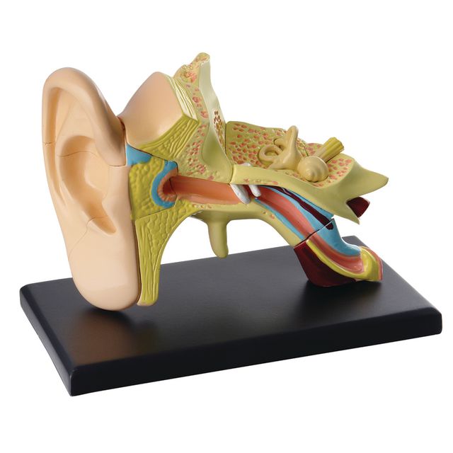 EDU-TOYS Anatomisk modell Öra 7,7 cm | Skola och förskola - Klassrummet / Lära - Anatomi | Kontorsexperten