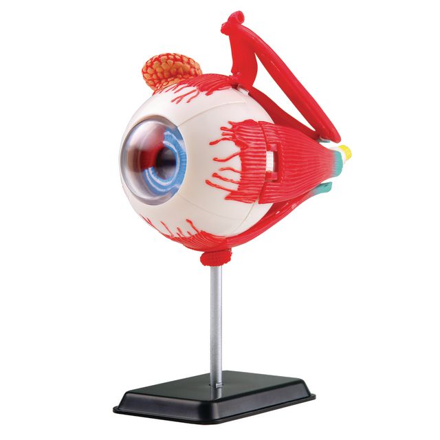 EDU-TOYS Anatomisk modell Öga 14 cm | Skola och förskola - Klassrummet / Lära - Anatomi | Kontorsexperten