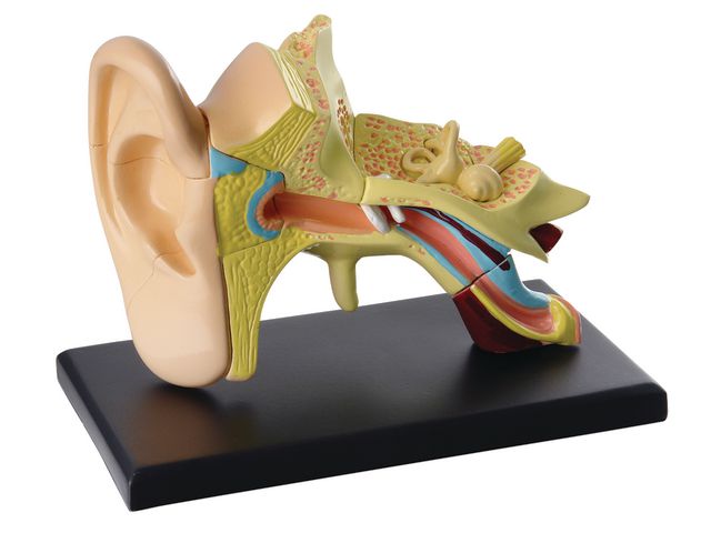 EDU-TOYS Anatomisk modell Öra 7,7 cm | Skola och förskola - Klassrummet / Lära - Anatomi | Kontorsexperten