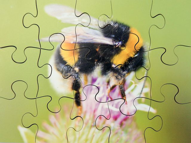 Pussel Småkryp 8 olika pussel | Skola och förskola - Lekmaterial - Pussel - Askpussel | Kontorsexperten