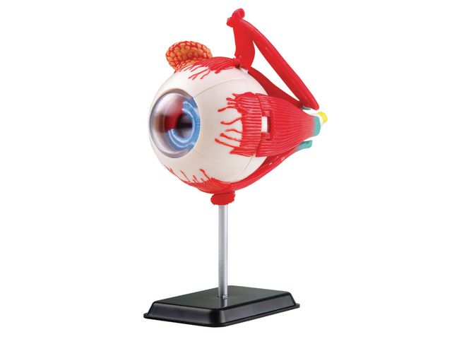 EDU-TOYS Anatomisk modell Öga 14 cm | Skola och förskola - Klassrummet / Lära - Anatomi | Kontorsexperten