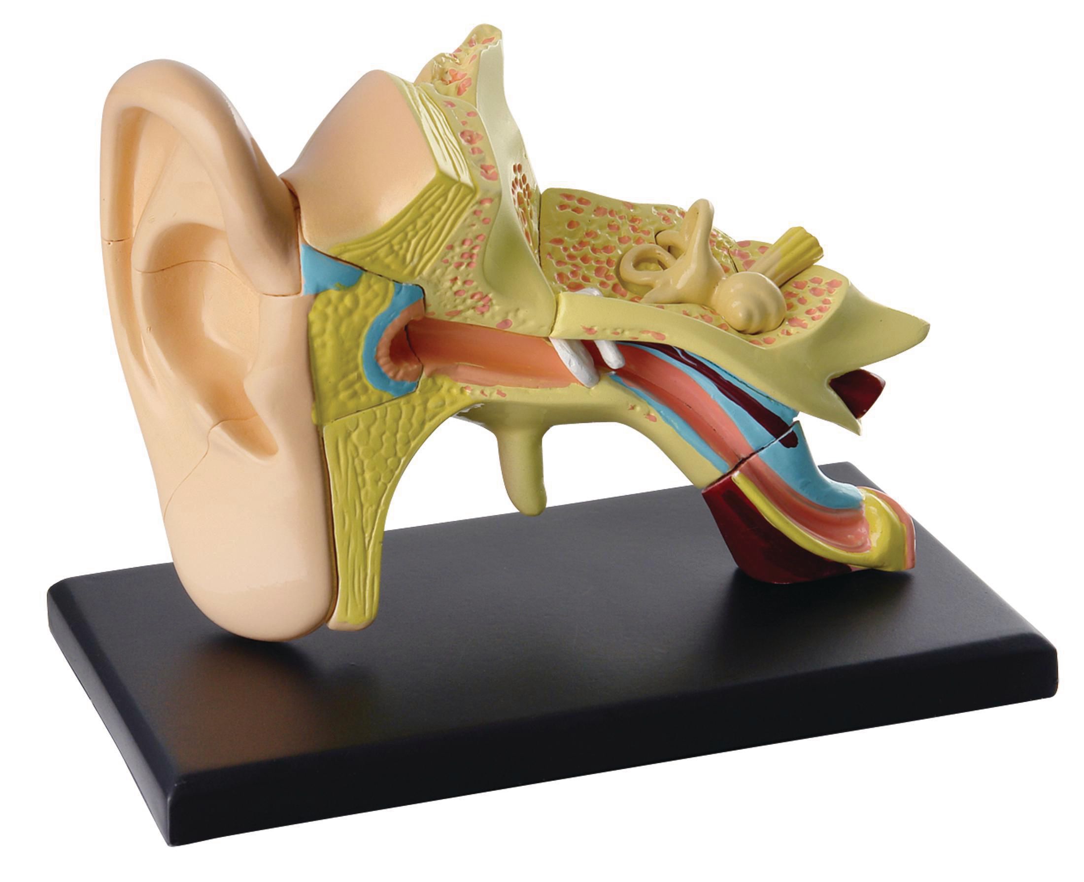 EDU-TOYS Anatomisk modell Öra 7,7 cm, st