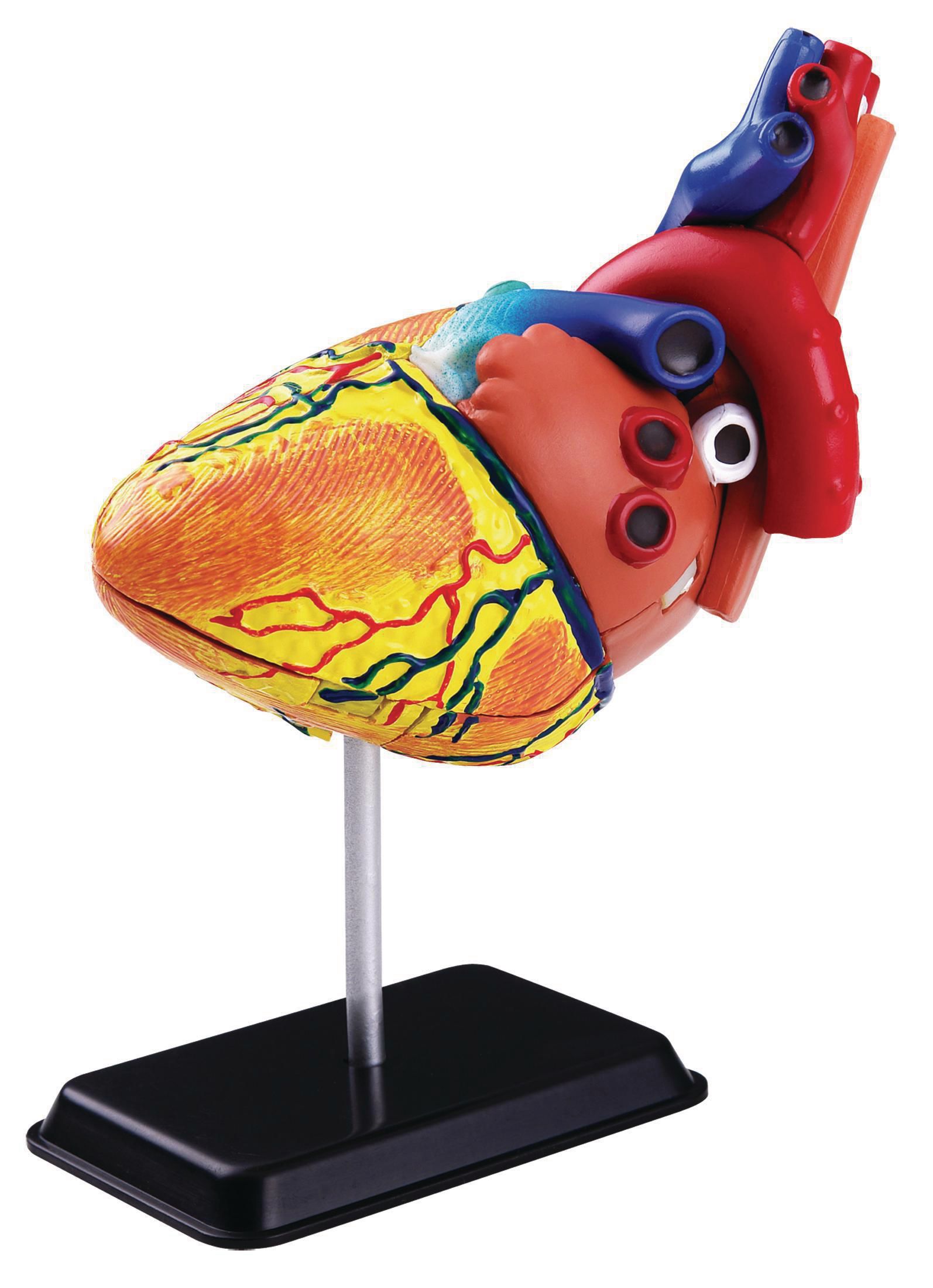 EDU-TOYS Anatomisk modell Hjärta 14 cm, st